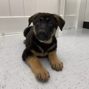 German Shepherd